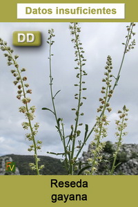 Reseda gayana