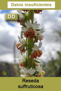 Reseda suffruticosa
