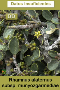 Rhamnus alaternus munyozgarmediae