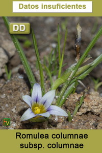 Romulea columnae columnae