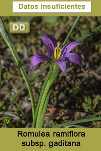 Romulea ramiflora gaditana