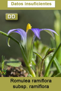 Romulea ramiflora ramiflora