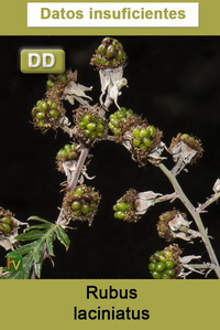 Rubus laciniatus