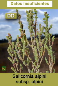 Salicornia alpini alpini