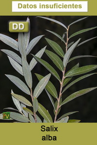Salix alba