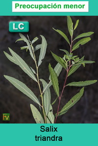Salix triandra