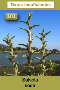 Salsola soda
