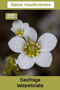 Saxifraga latepetiolata