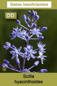 Scilla hyacinthoides