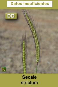 Secale strictum