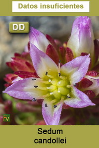 Sedum candollei