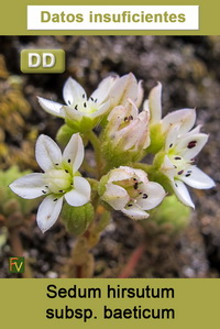 Sedum hirsutum baeticum