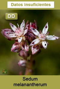 Sedum melanantherum