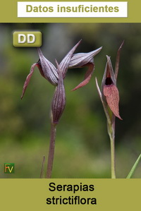 Serapias strictiflora