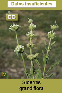 Sideritis grandiflora