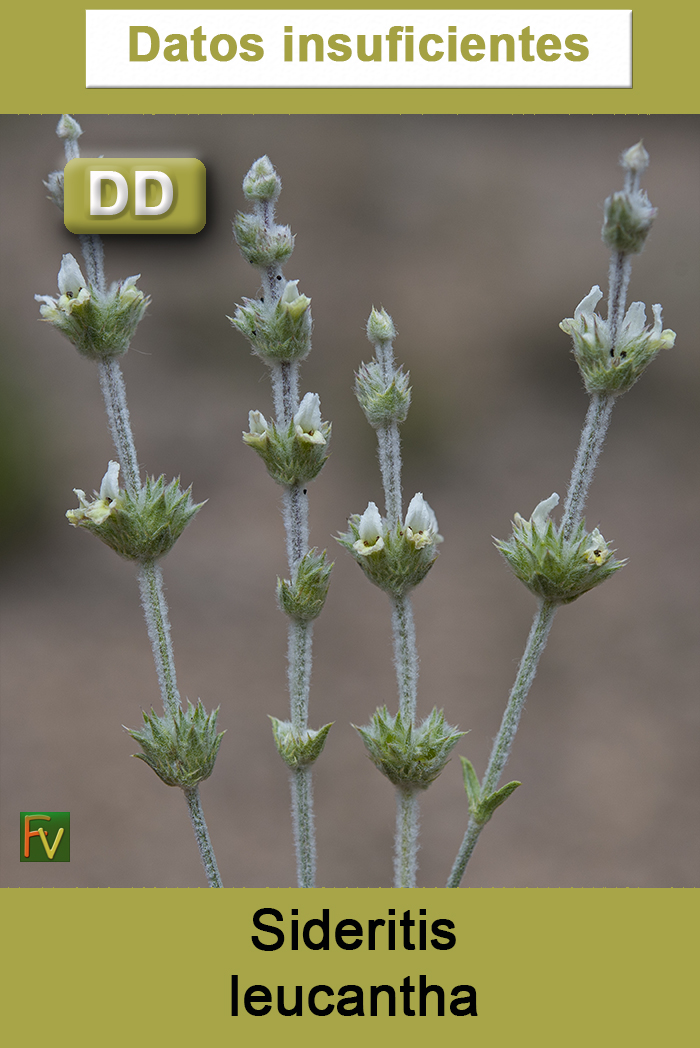 Sideritis leucantha