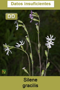 Silene gracilis