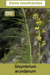 Sisymbrium arundanum