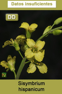 Sisymbrium hispanicum