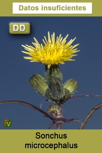 Sonchus microcephalus