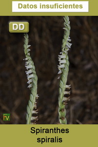 Spiranthes spiralis