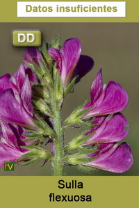 Sulla flexuosa