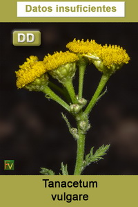 Tanacetum vulgare