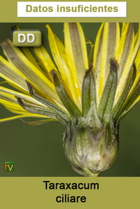 Taraxacum ciliare