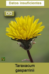 Taraxacum gasparrinii