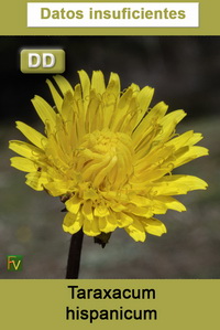 Taraxacum hispanicum