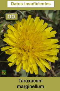 Taraxacum marginellum