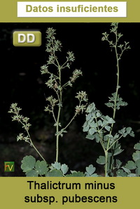Thalictrum minus pubescens