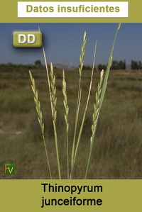 Thinopyrum junceiforme