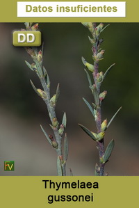 Thymelaea gussonei