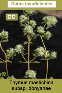 Thymus mastichina donyanae