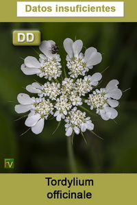 Tordylium officinale