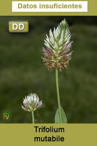 Trifolium mutabile