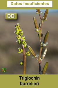 Triglochin barrelieri