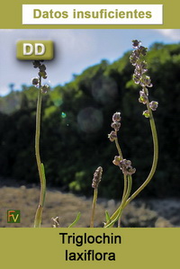 Triglochin laxiflora