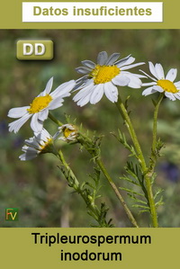 Tripleurospermum inodorum