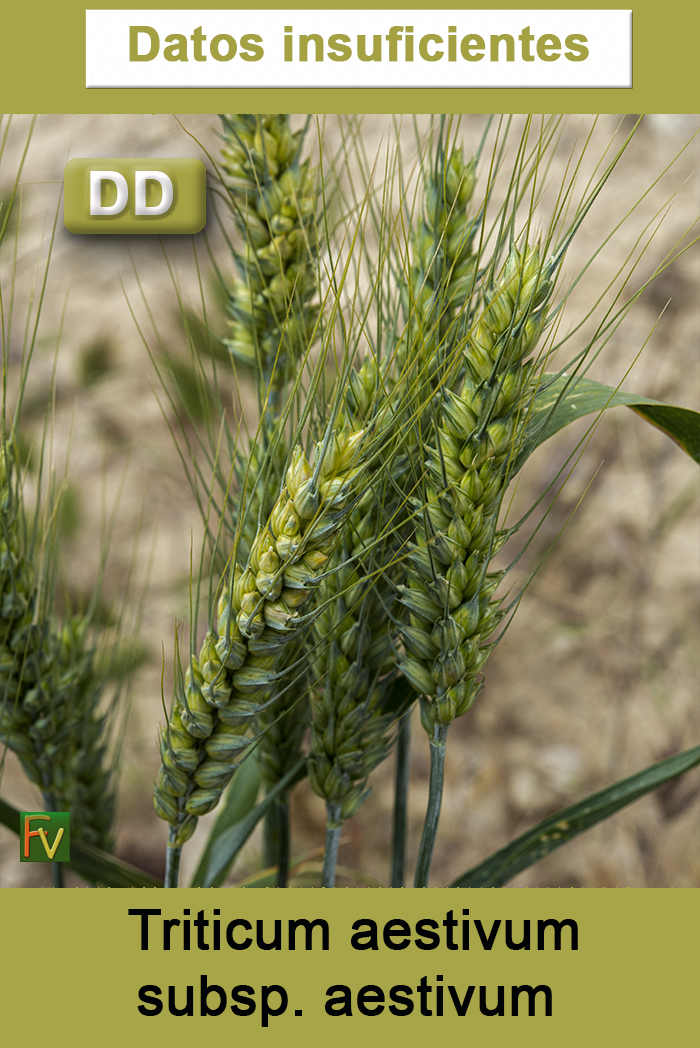 Triticum aestivum aestivum