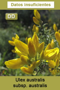 Ulex australis australis