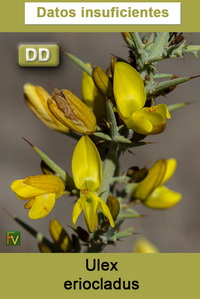 Ulex eriocladus
