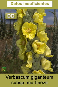 Verbascum giganteum martinezii