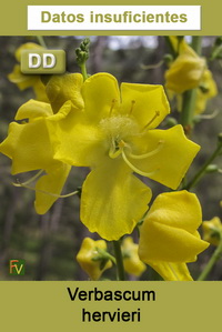 Verbascum hervieri