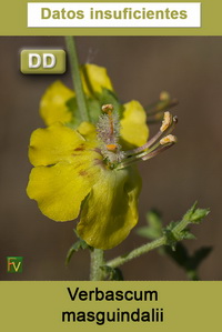 Verbascum masguindalii