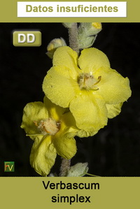 Verbascum simplex