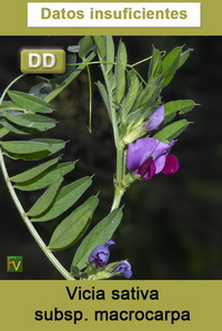 Vicia sativa macrocarpa
