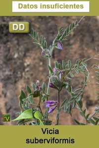 Vicia suberviformis
