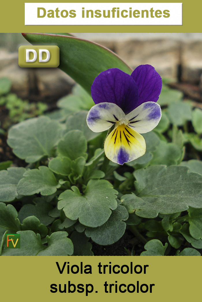 Viola tricolor tricolor